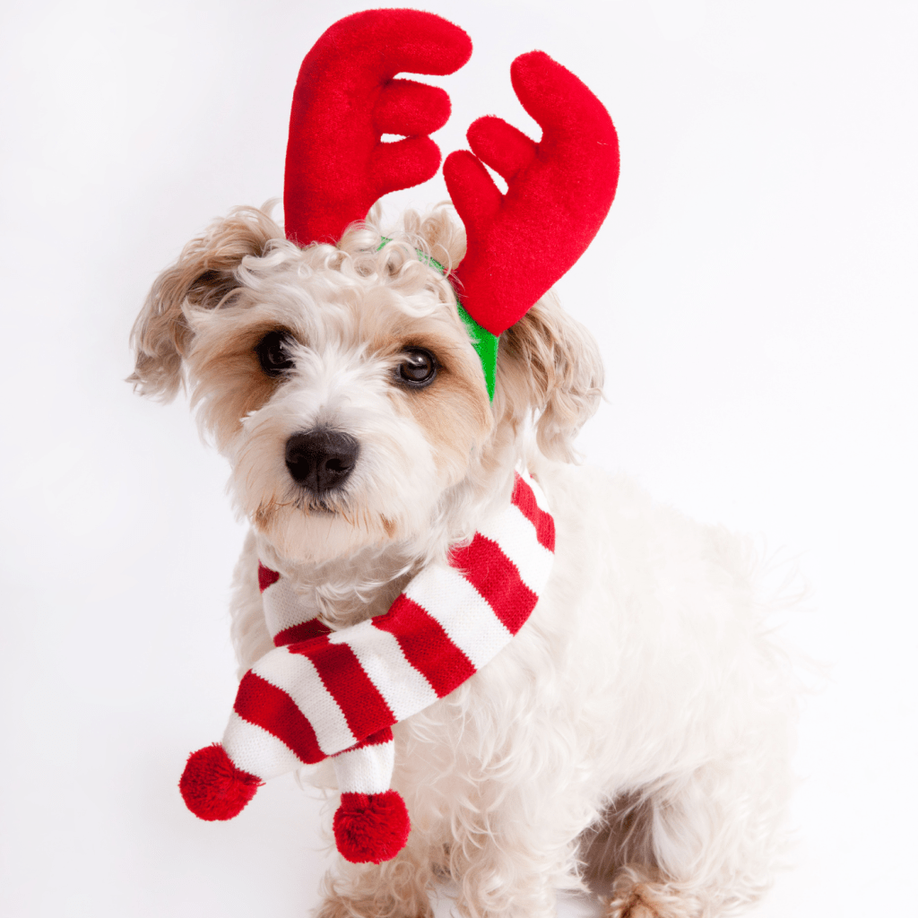 Dana Point Harbor Santa Paws Saturday December 17 2022 South OC Beaches